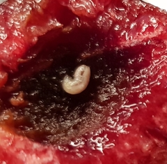 Rhagoletis cerasi