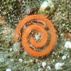 Rostanga arbutus