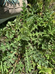 Cirsium pumilum