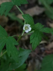 Geranium sibiricum