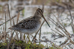 Gallinago paraguaiae