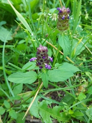 Prunella vulgaris