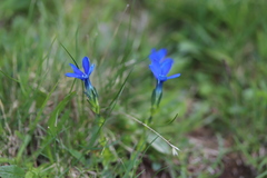 Gentiana bavarica