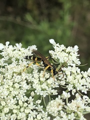 Ichneumon ambulatorius
