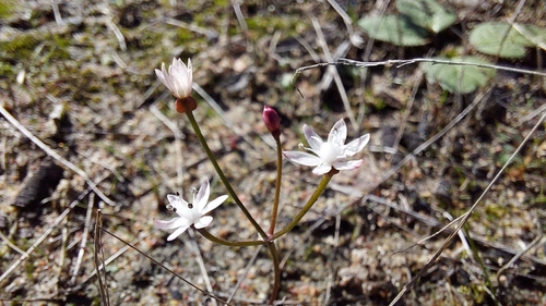 Strumaria tenella