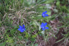 Gentiana bavarica