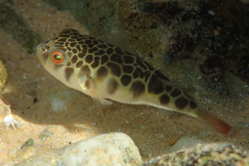 Tetractenos glaber
