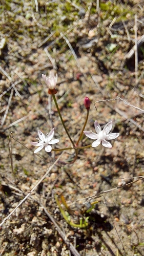 Strumaria tenella