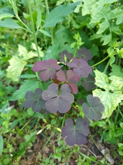 Oxalis stricta rufa
