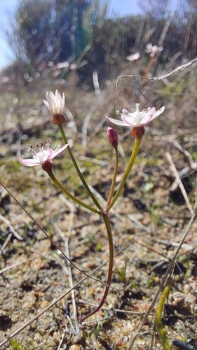 Strumaria tenella