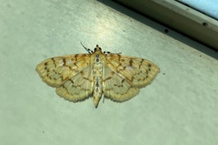 Polygrammodes flavidalis