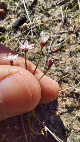 Strumaria tenella