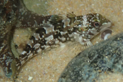 Chironemus marmoratus