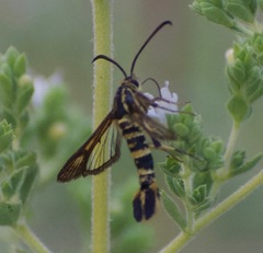 Penstemonia clarkei