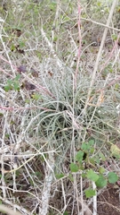 Tillandsia baileyi