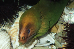 Gymnothorax prasinus