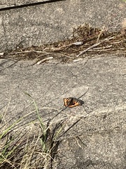 Aglais urticae