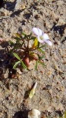 Oxalis pusilla