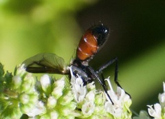 Cylindromyia bicolor