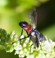 Cylindromyia bicolor
