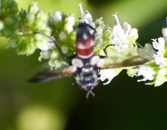 Cylindromyia bicolor