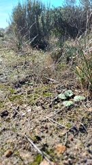 Oxalis pusilla