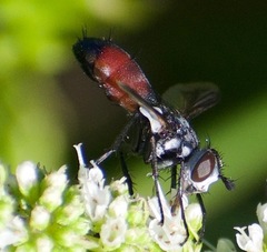 Cylindromyia bicolor