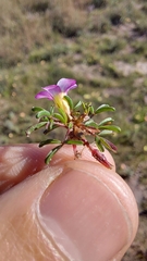 Oxalis pusilla