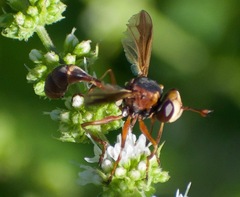 Physocephala marginata
