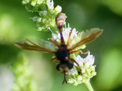 Physocephala marginata
