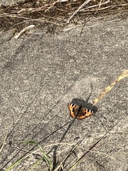 Aglais urticae