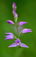 Cephalanthera rubra