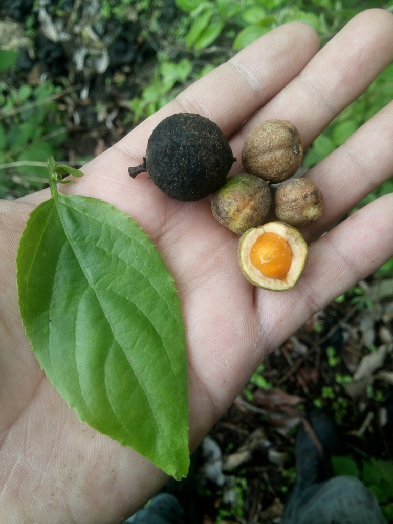 Casearia arguta from suchitlan, Colima on July 3, 2021 at 11:55 AM by ...