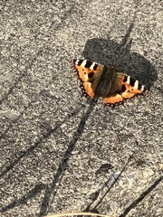 Aglais urticae