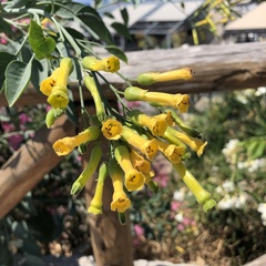 Nicotiana glauca