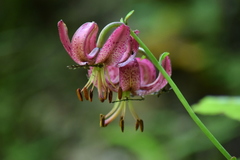 Lilium martagon
