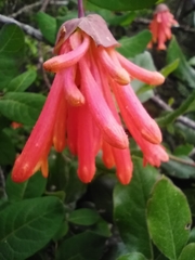 Lonicera pilosa