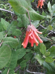 Lonicera pilosa