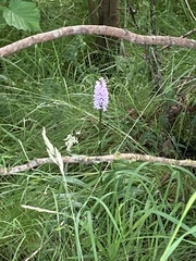 Dactylorhiza fuchsii