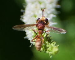 Physocephala marginata