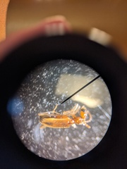 Leptaleus mediaguttatus