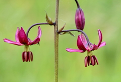 Lilium martagon