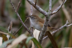Limnoctites sulphuriferus