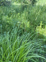 Carex arnellii