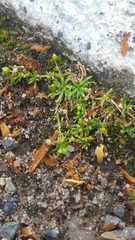 Sagina procumbens