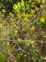 Lotus uliginosus