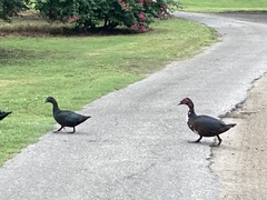 Cairina moschata domestica