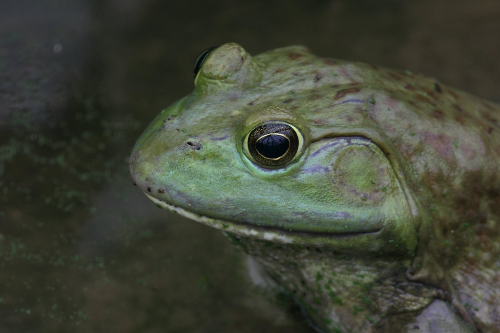 American Bullfrog from Hornsby Bend river trail on November 2, 2003 by