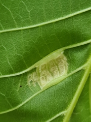 Aceria erinea