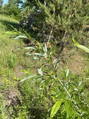 Salix rorida